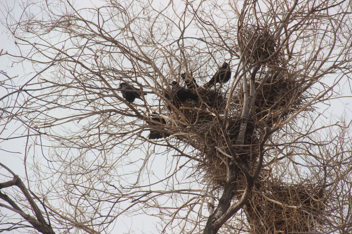 Певчий скворец