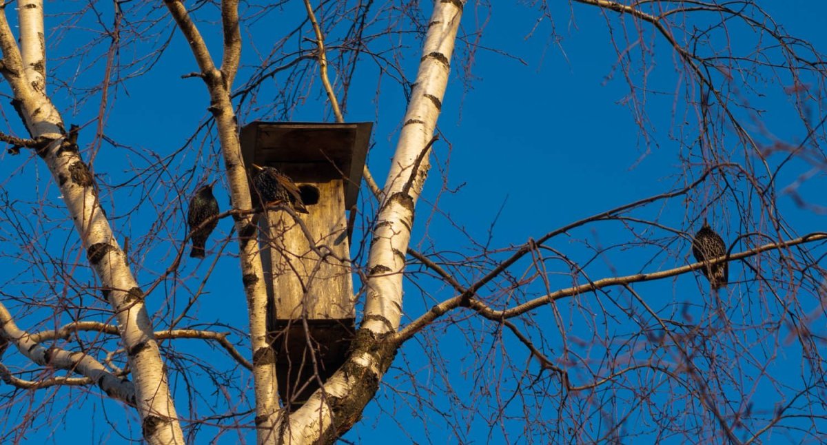 Гнездо Грача