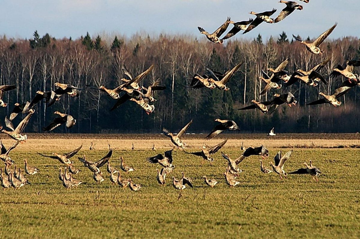Прилетные птицы весной