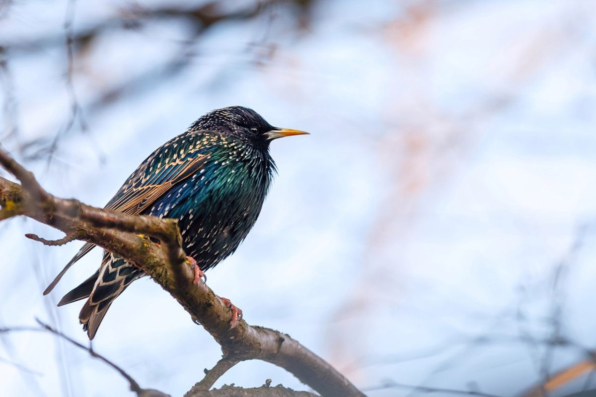 Скворец в скворечнике