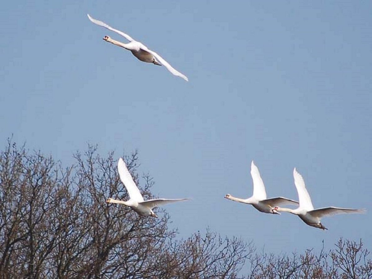 Птички прилетающие зимой