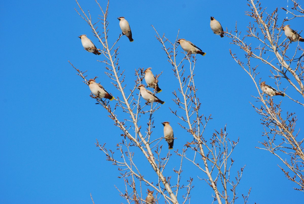 Весна Грачи прилетели