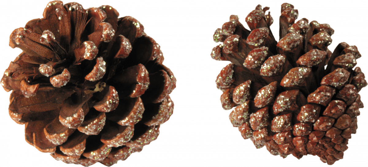 Еловая шишка