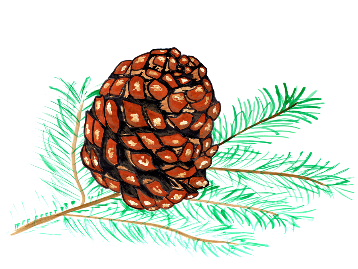 Рисунок шишки сосны
