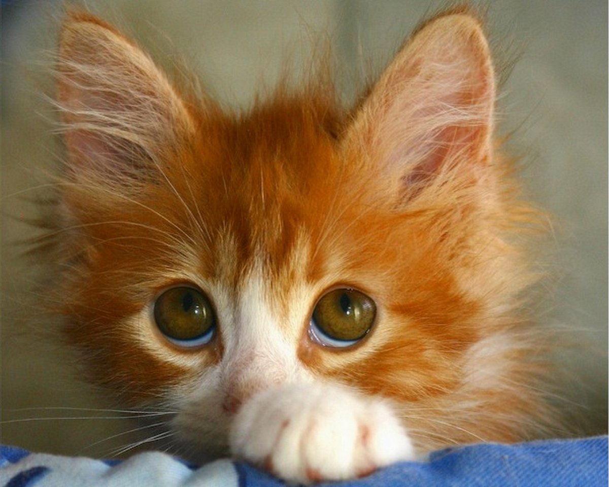 Пикчи с котами прости