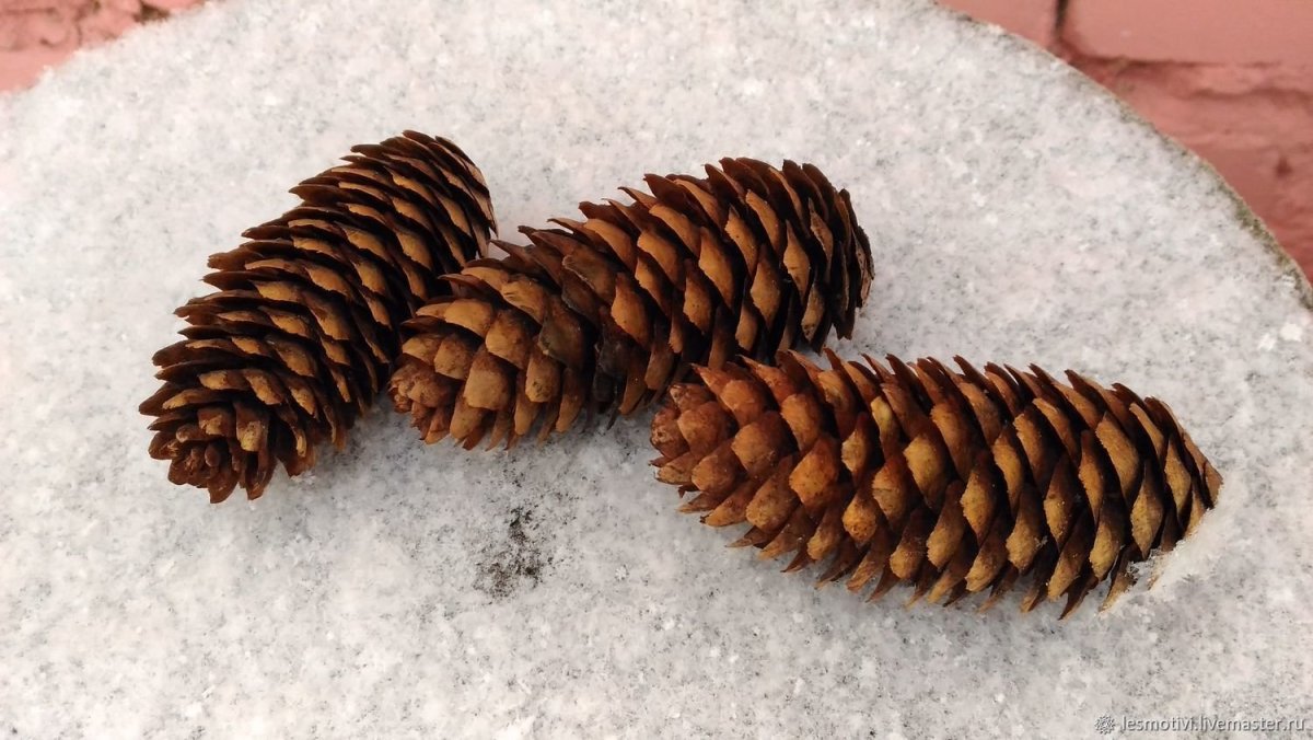 Еловая шишка