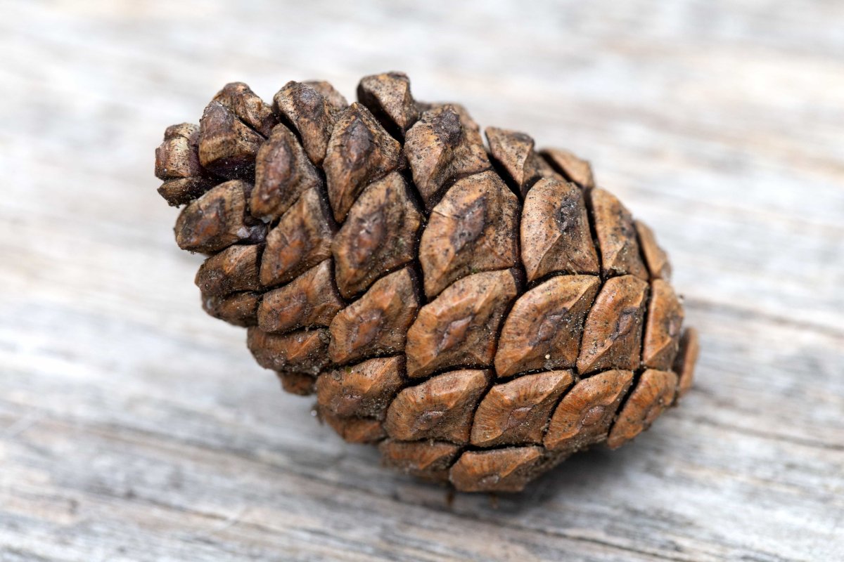 Плод шишка Сосновая