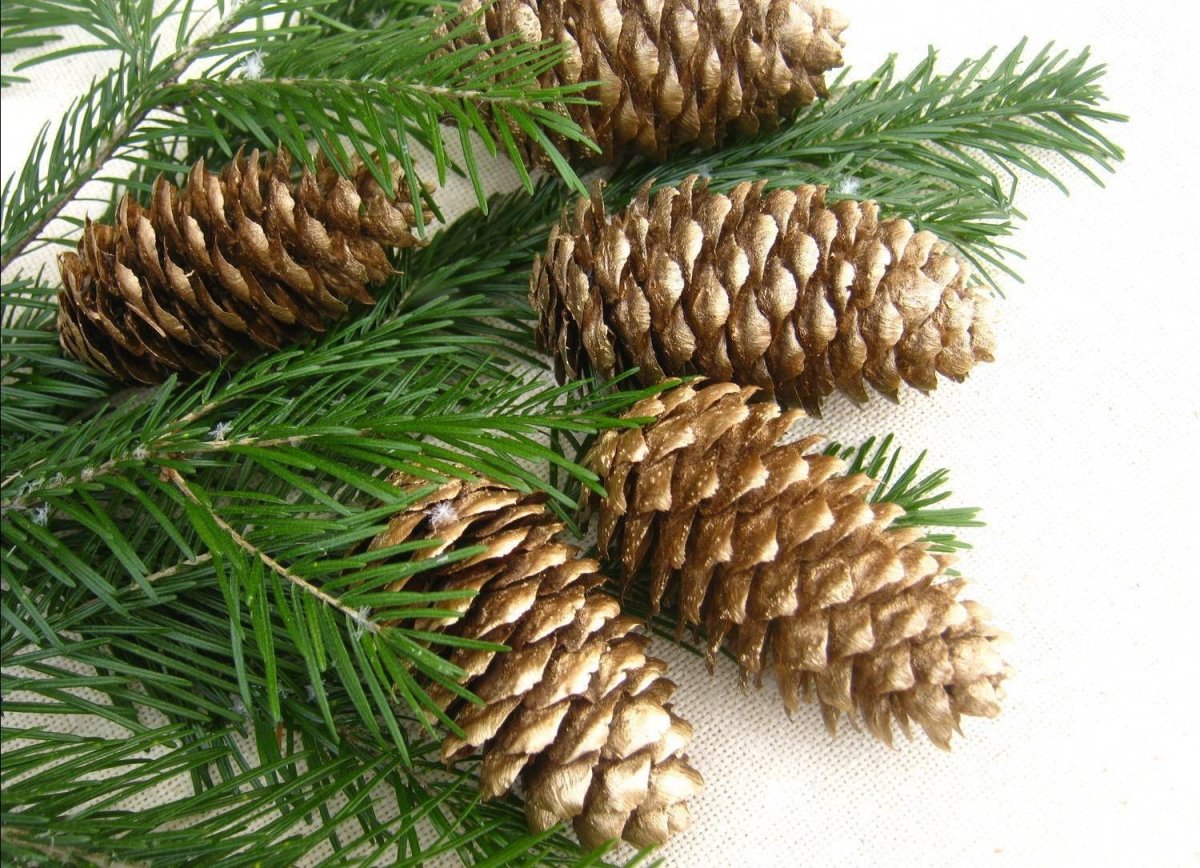 Ель с шишками