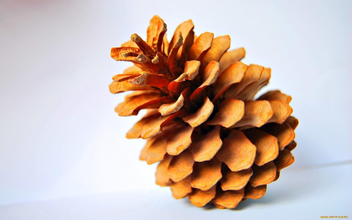 Ветка кедра на белом фоне