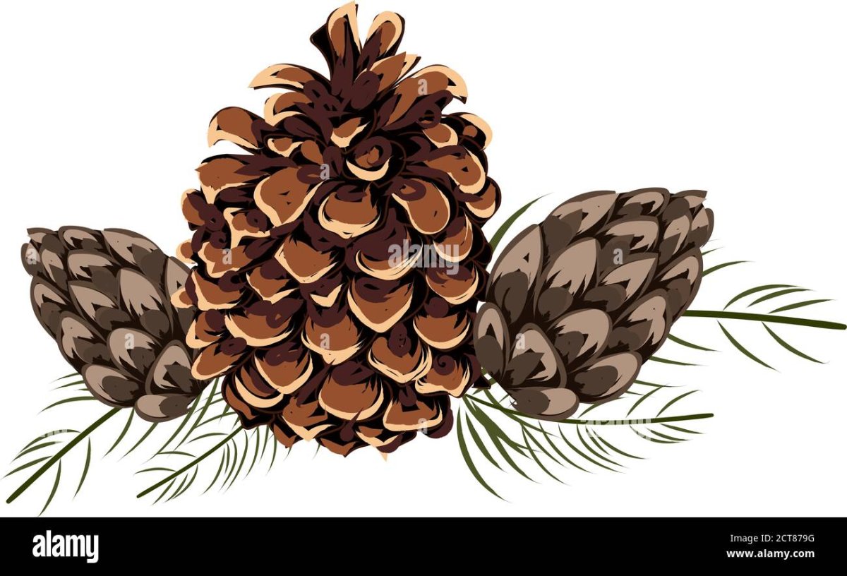 Шишка на белом фоне