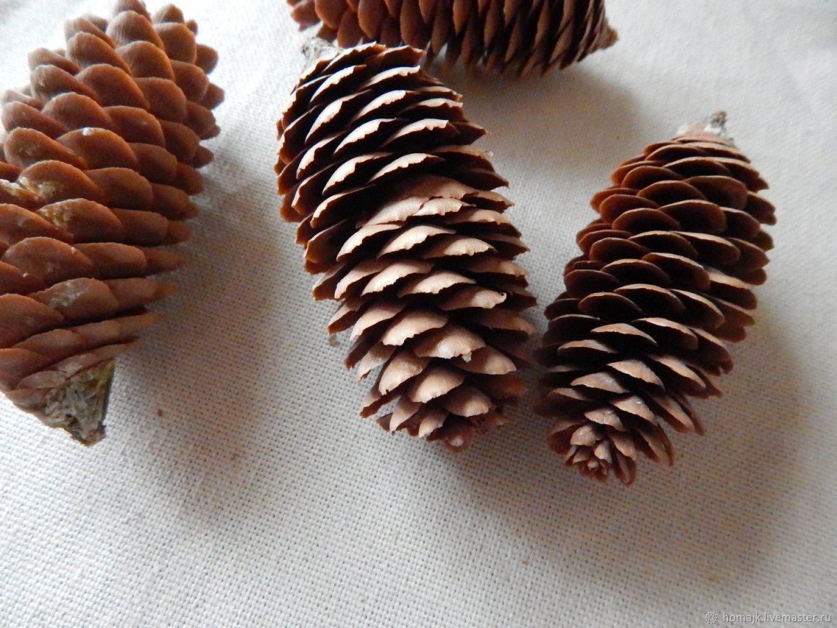 Шишки картинки для детей