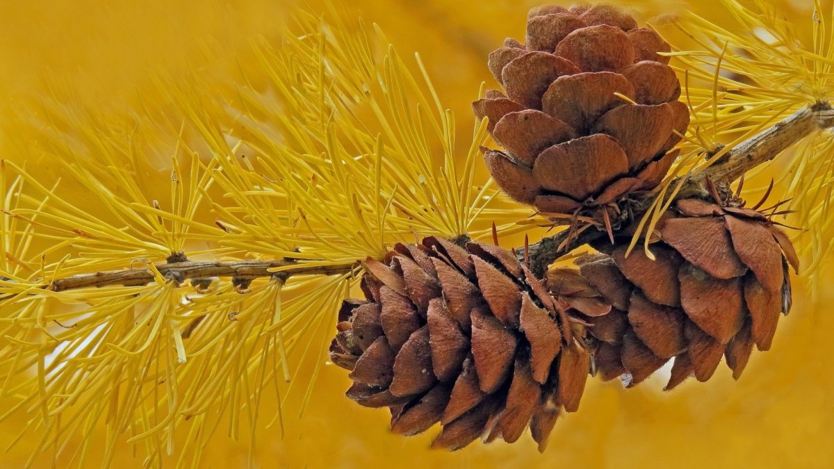 Шишка вектор