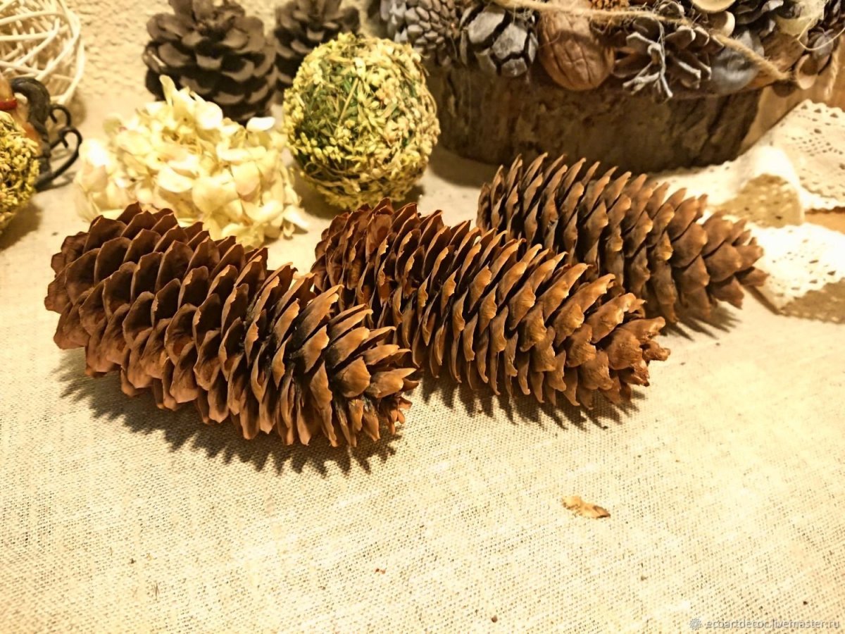 Кедровая шишка рисунок