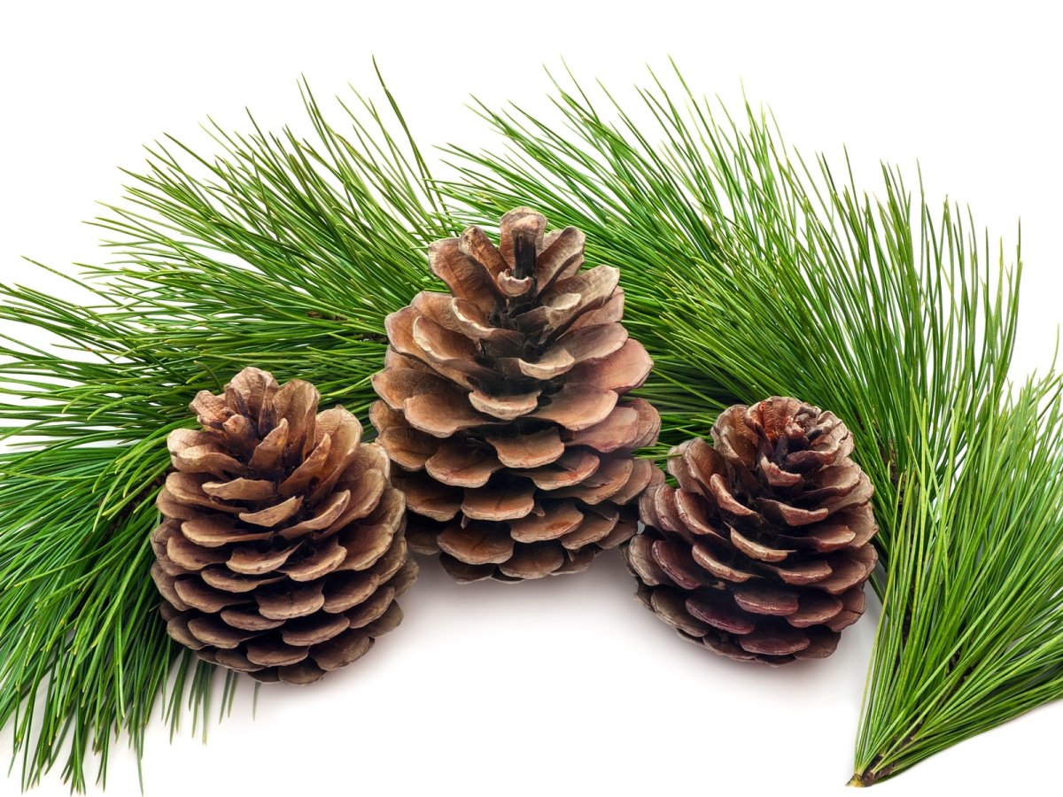 Зимние шишки картинки на рабочий стол