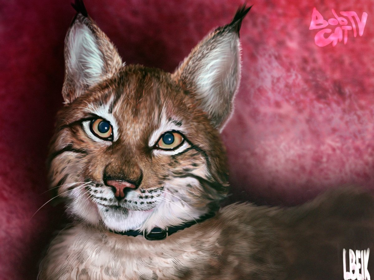 Детеныш рыси