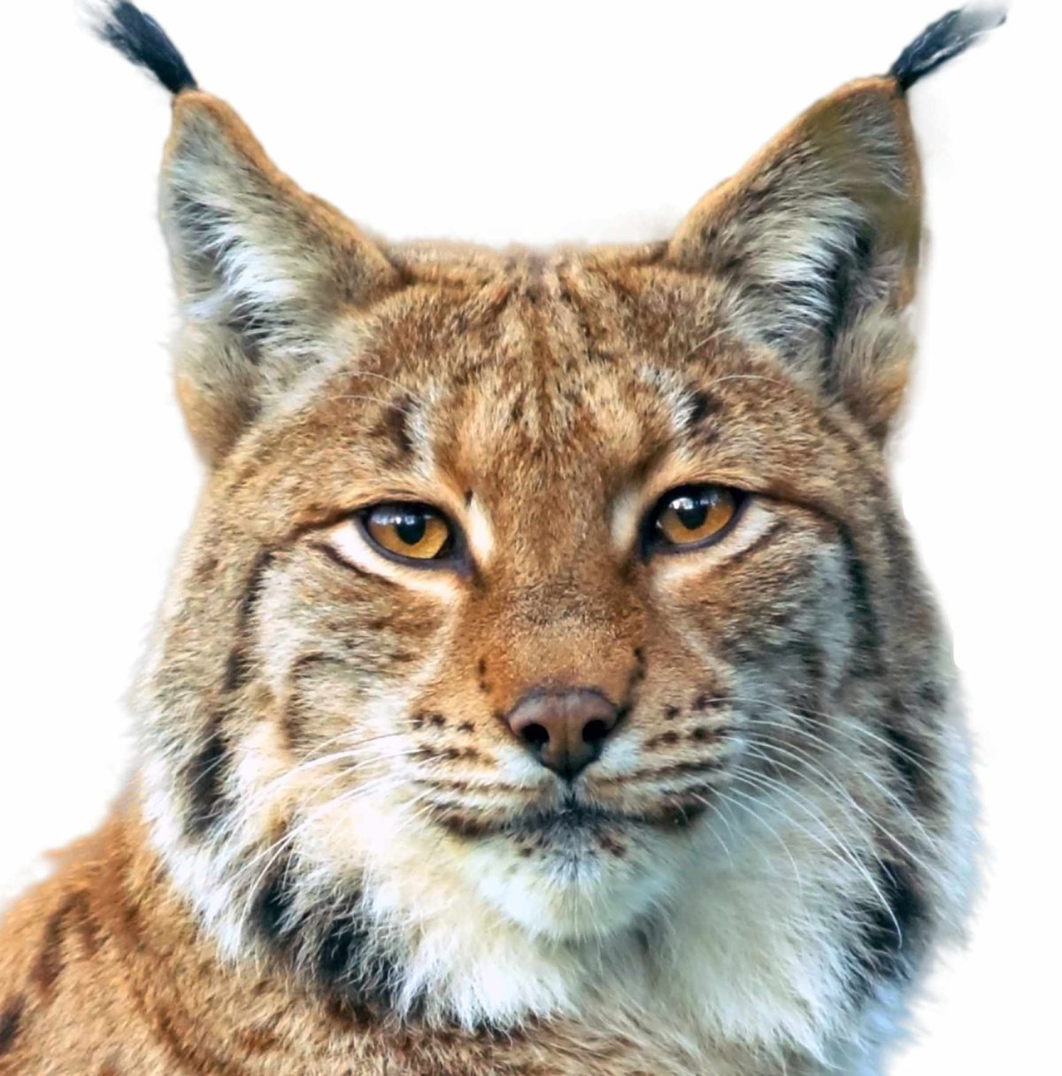 Морды животных акварелью