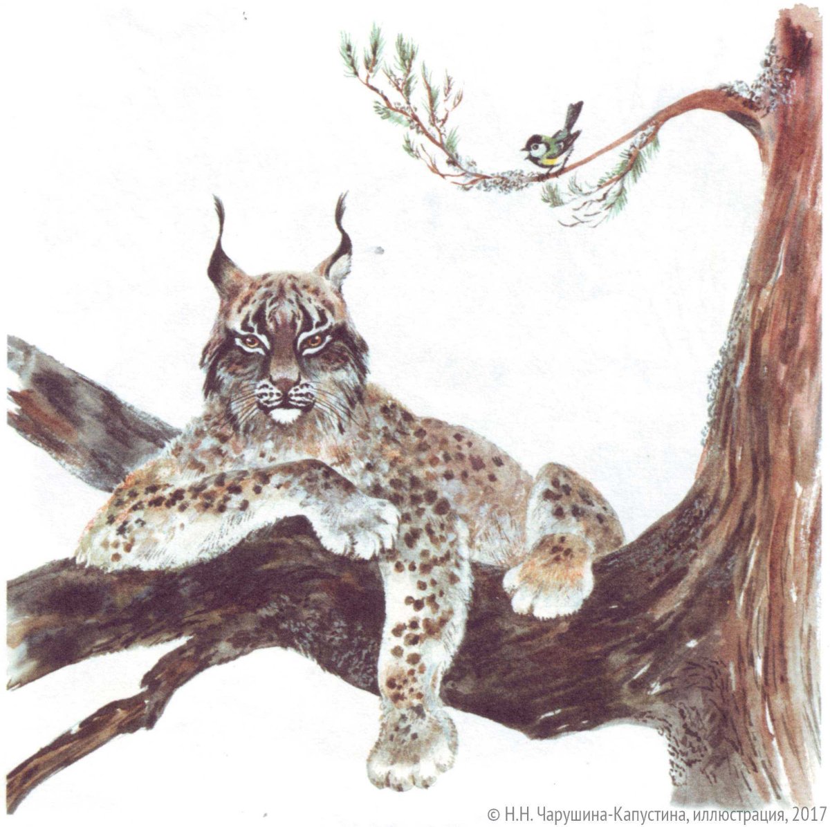 Рысь мультяшный для детей