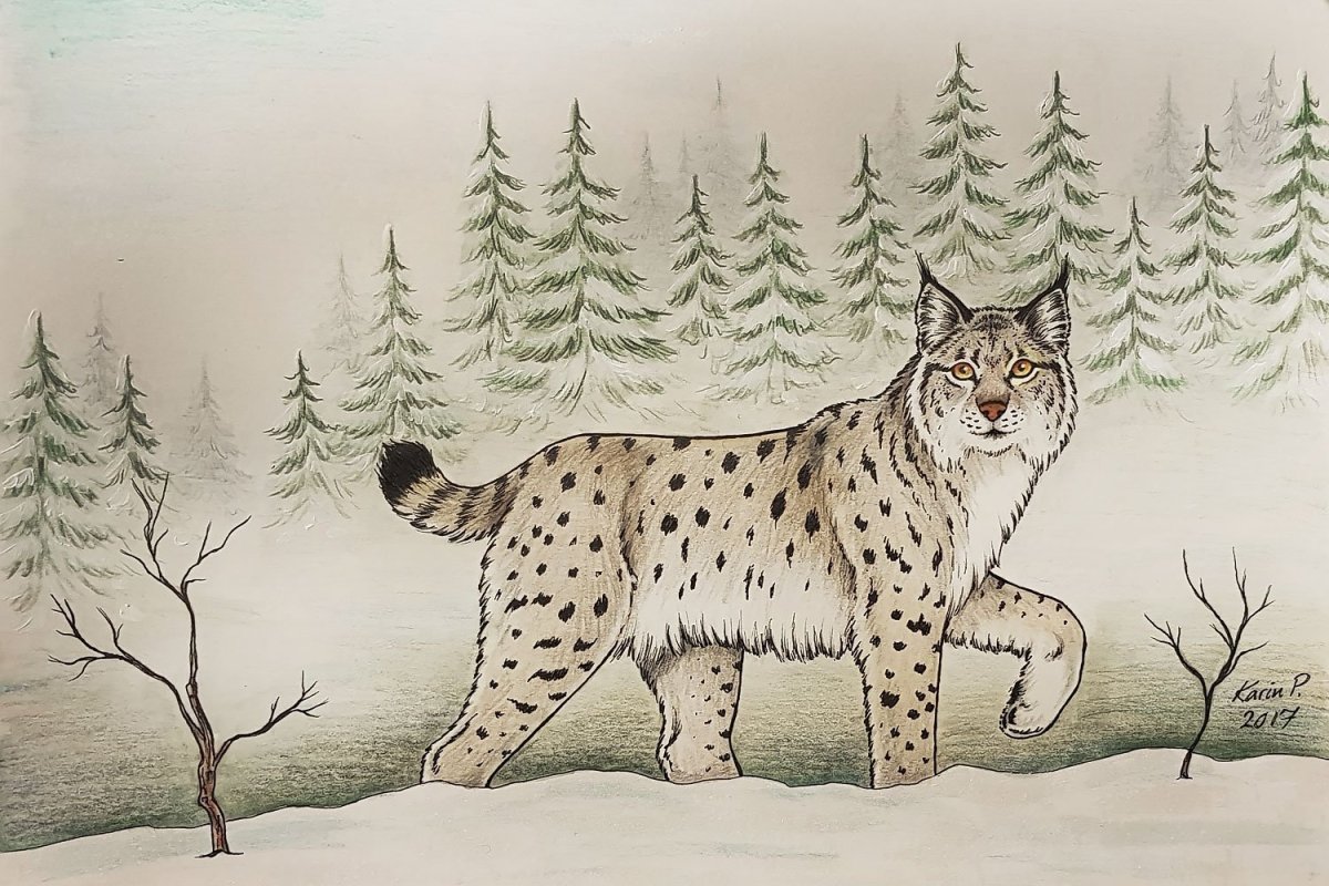 Рысь в лесу вектор