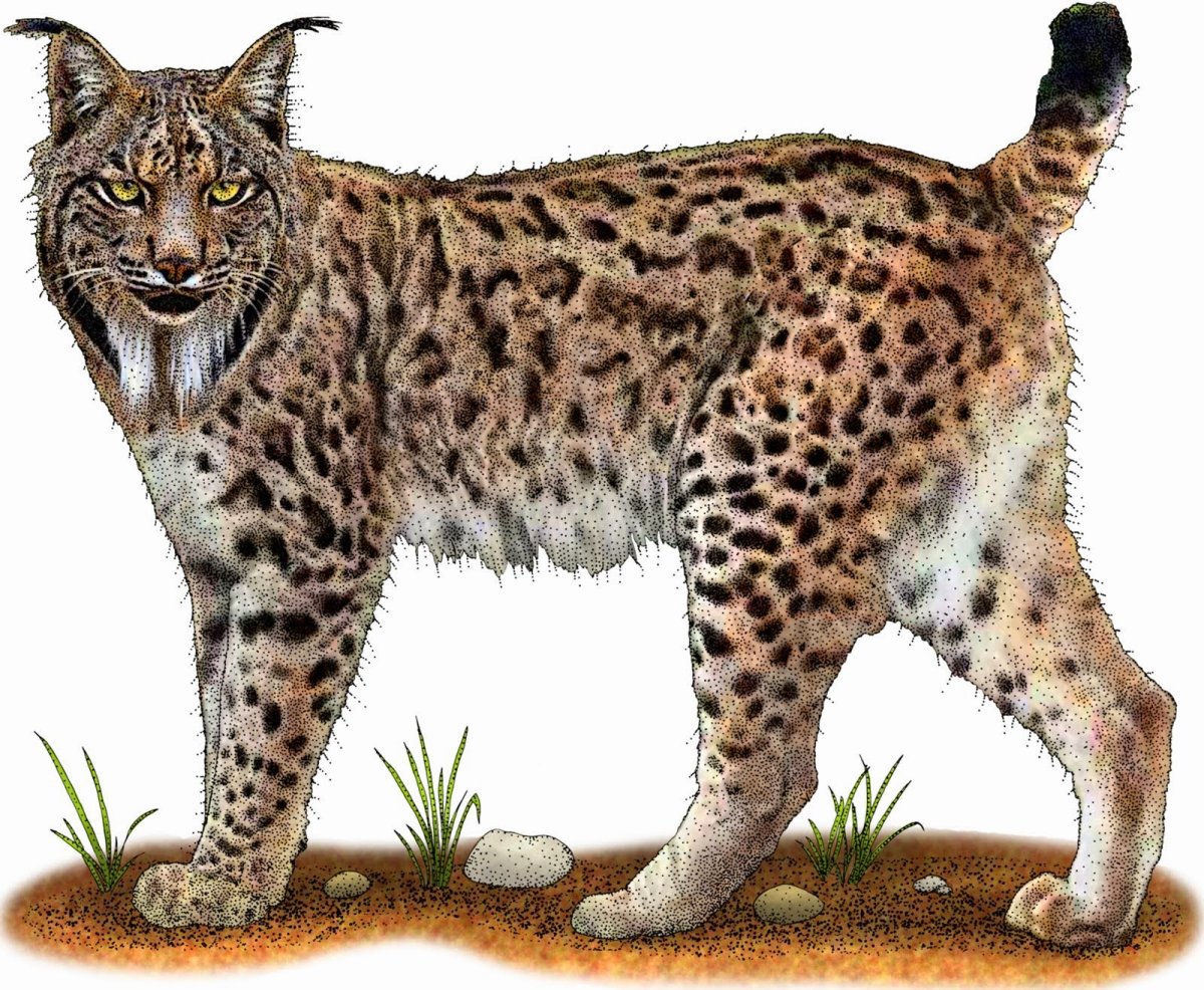 Рысь для детей на прозрачном фоне