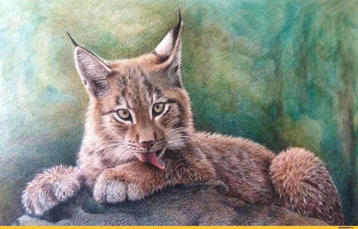 Рысь Озон Стикеры