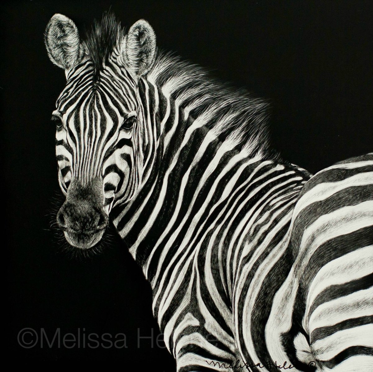 Зебра на черном фоне