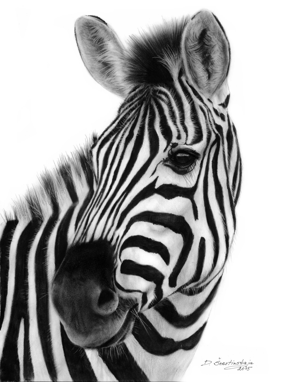 Зебра портрет