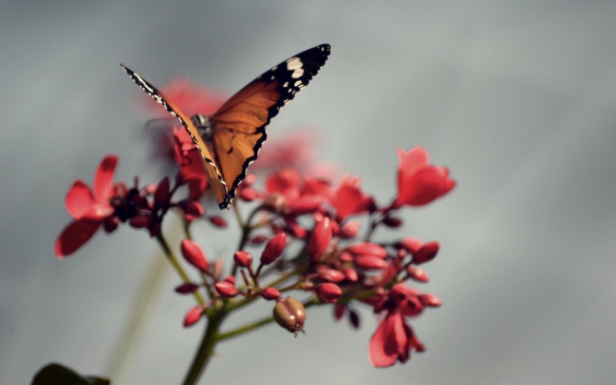 Розовый черри блоссом