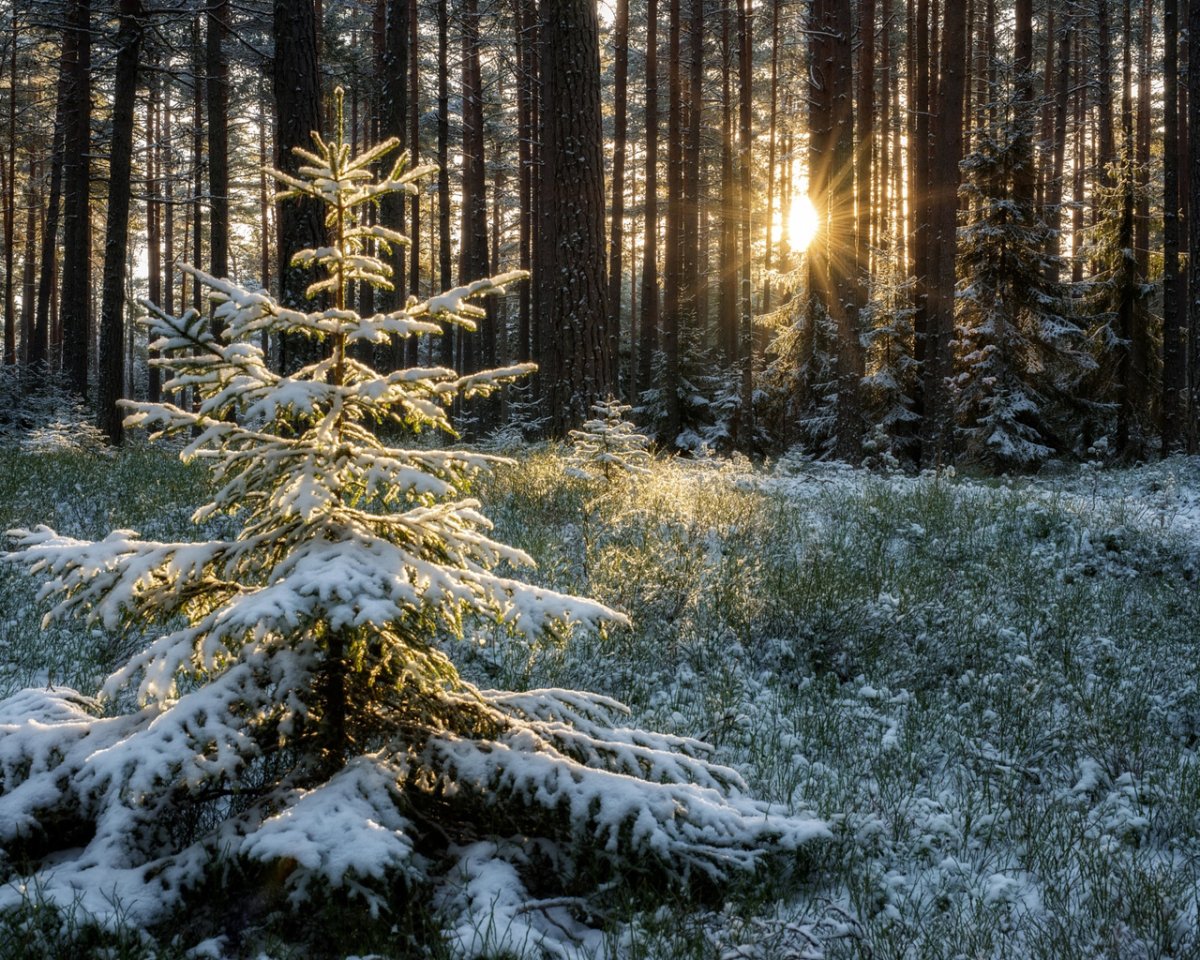 Зимний еловый лес