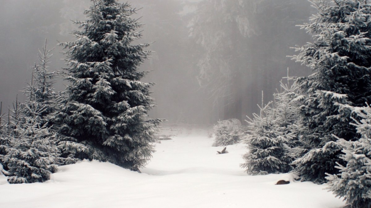 Елка в зимнем лесу