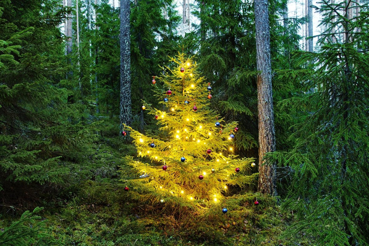 Елка в лесу