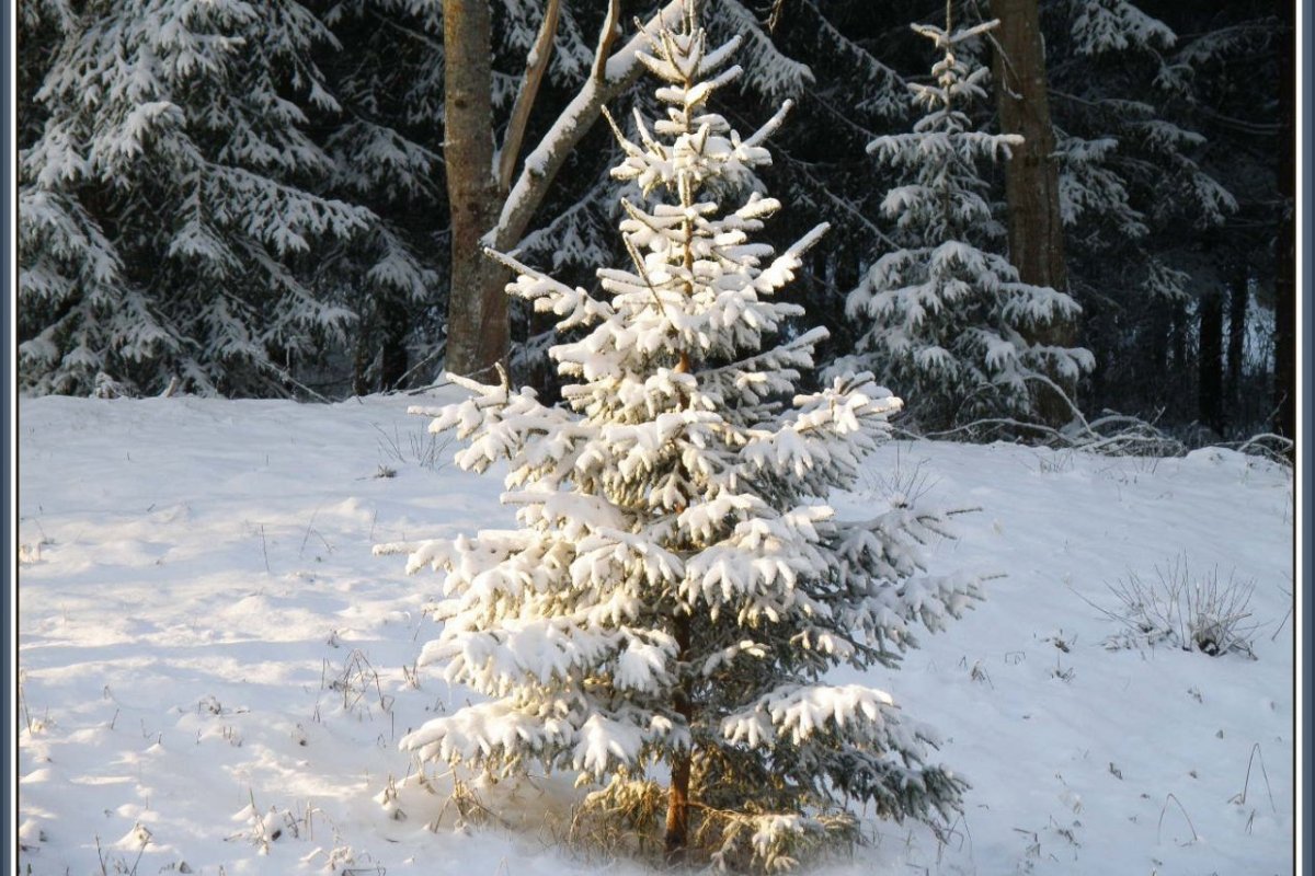 Маленькая елка в лесу