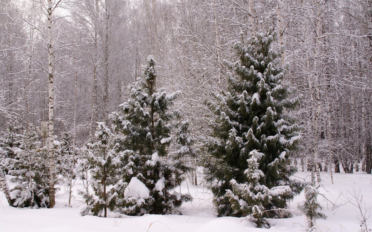 Елка в лесу