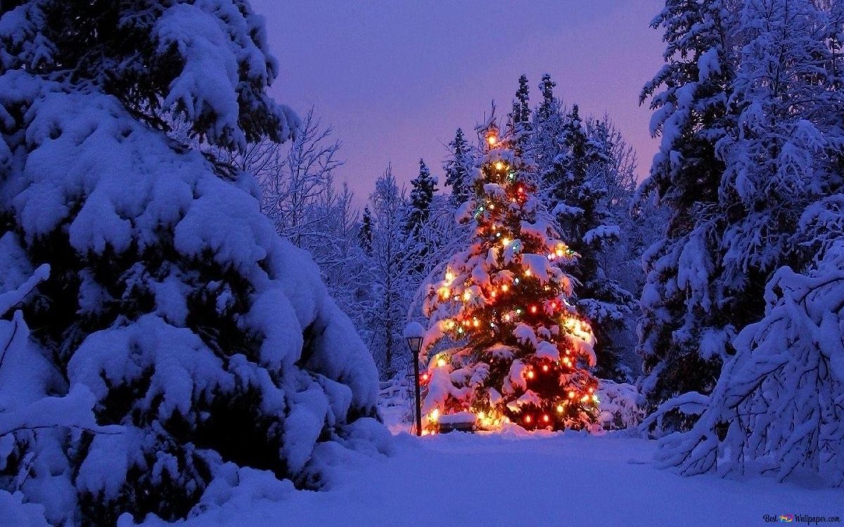 Новогодняя зима