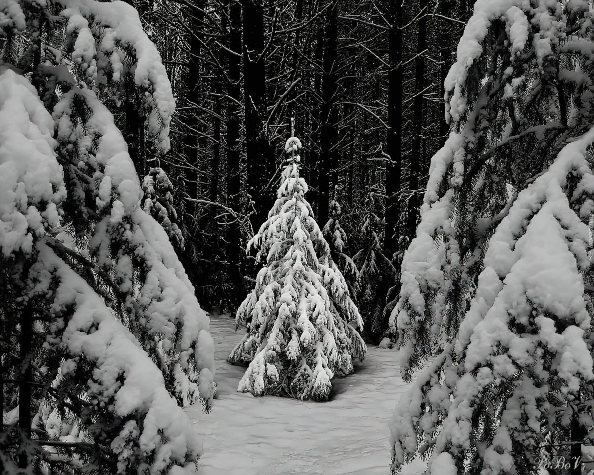 Дремучий лес зимой