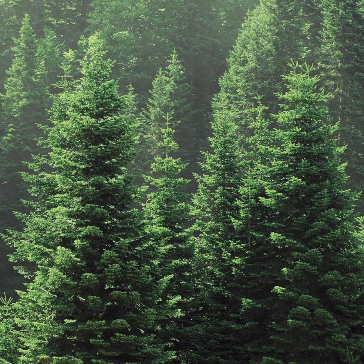 Сибирская пихта подлесок