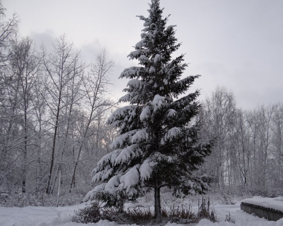 Елка в лесу