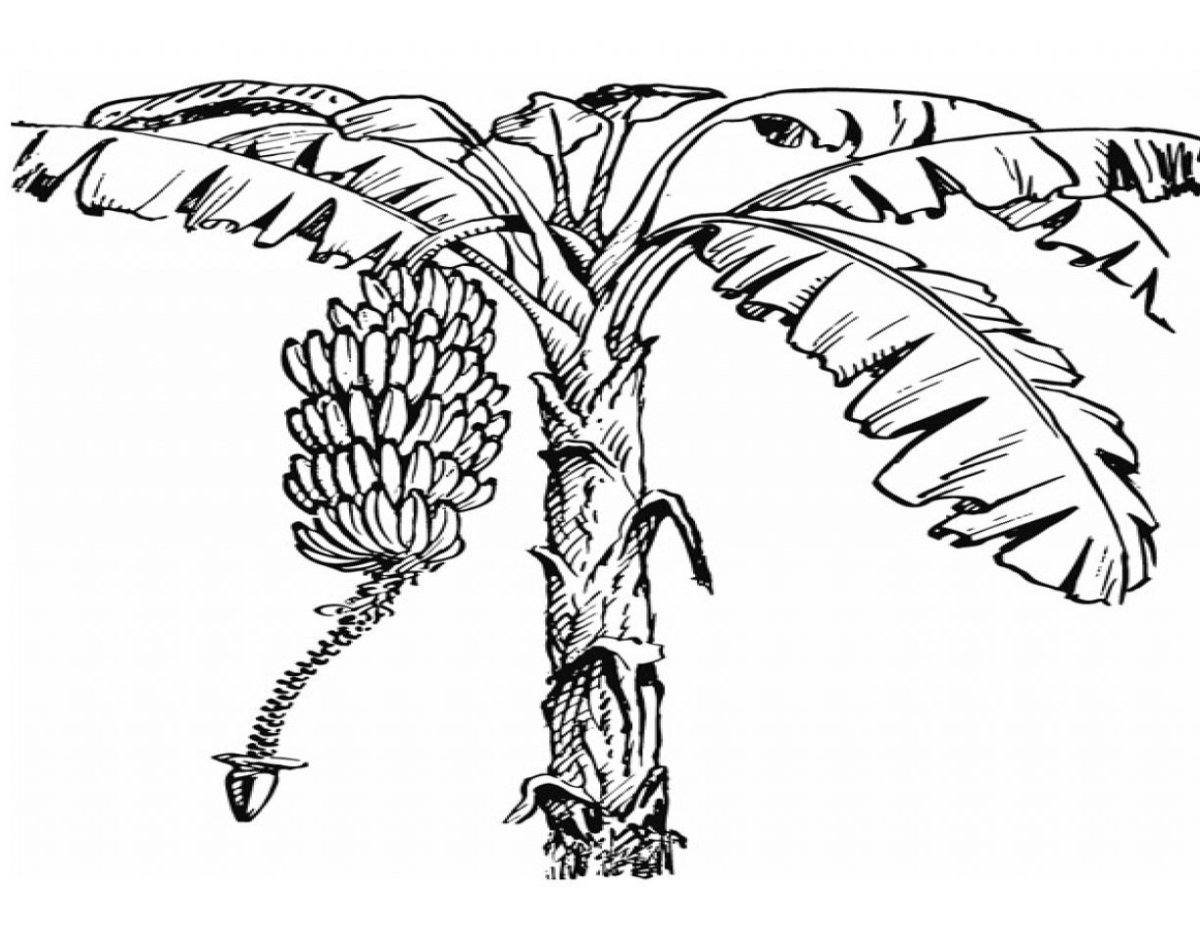 Раскраска Пальма с бананами