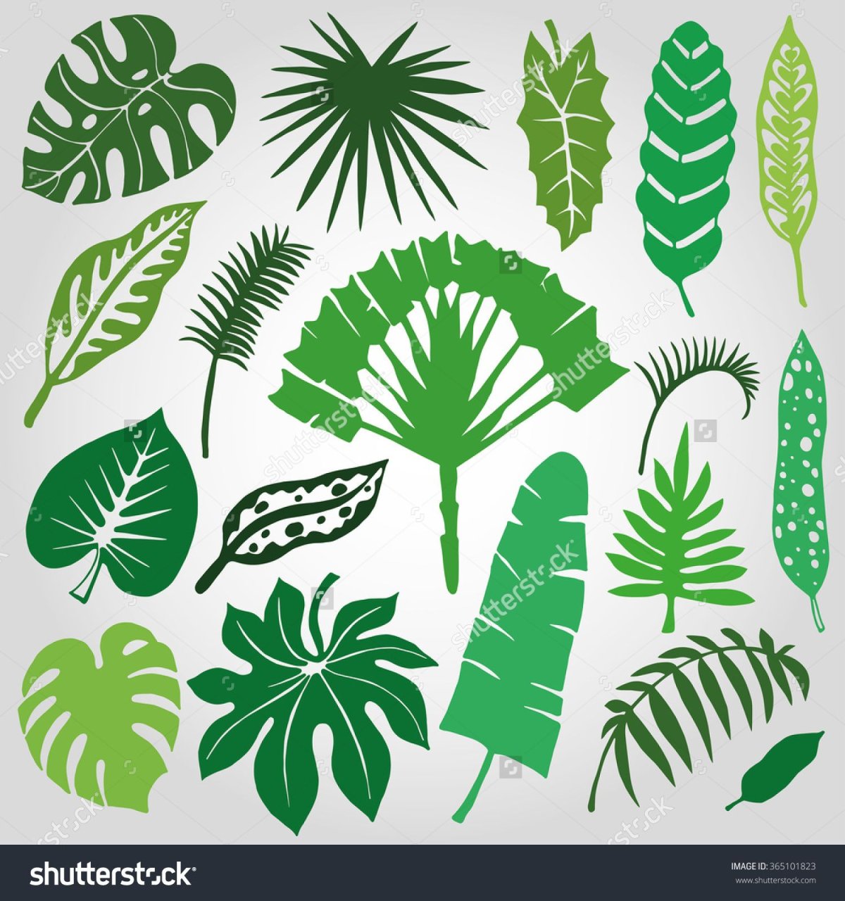 Экзотические растения силуэт