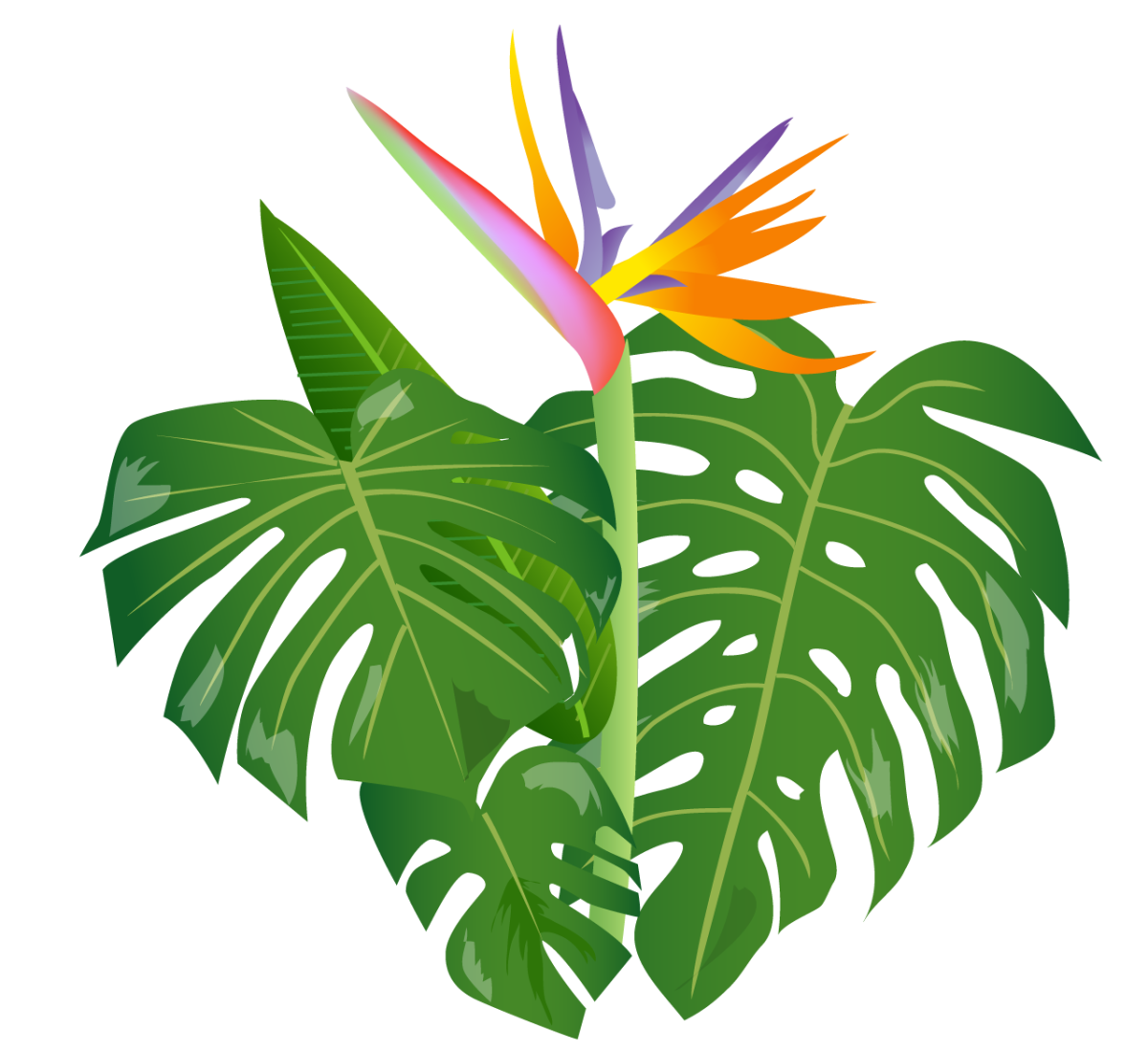 Тропические цветы на белом фоне