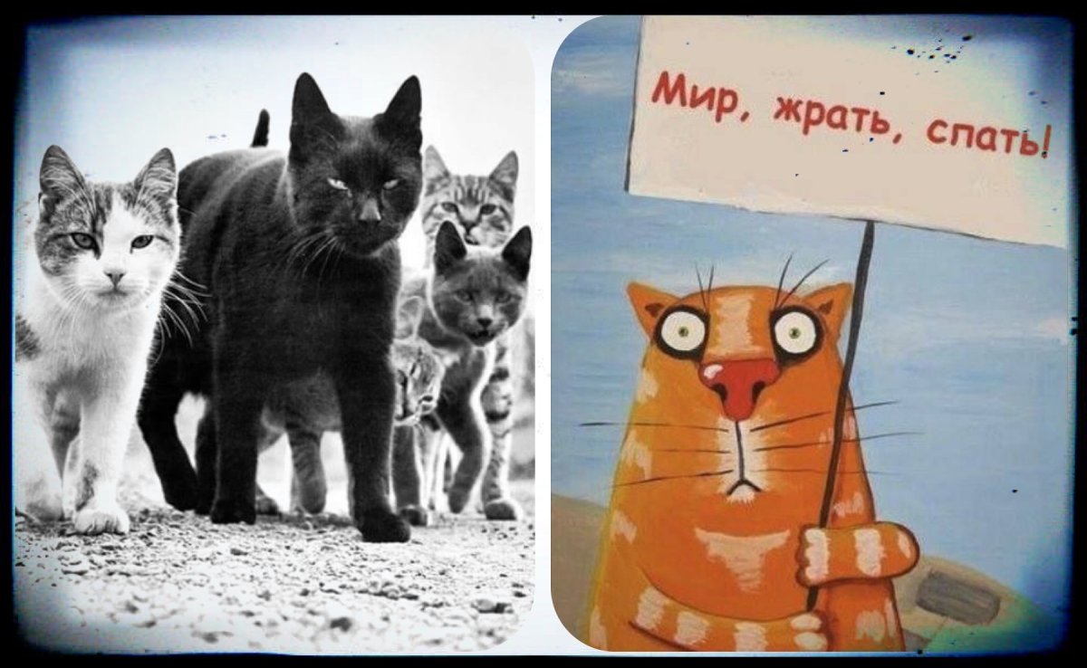 Мир труд май котики картинки