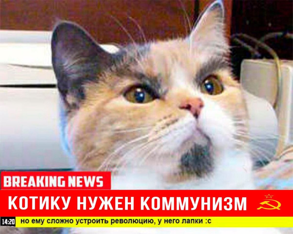 Милые коты плакаты