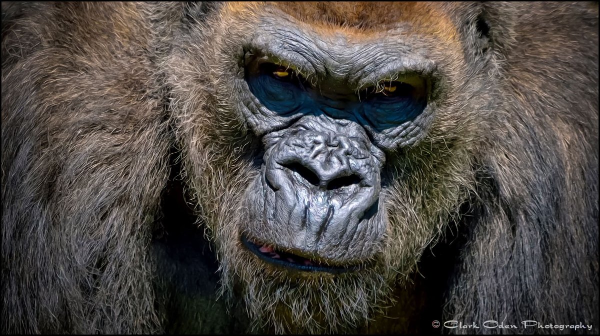 Злой взгляд обезьяны