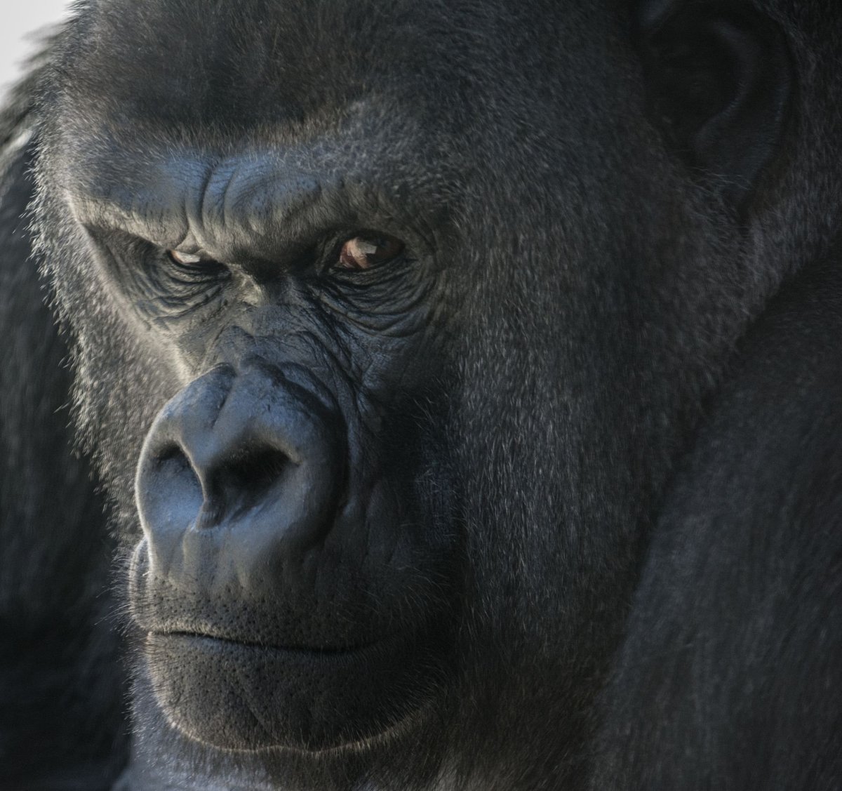 Горилла на аву