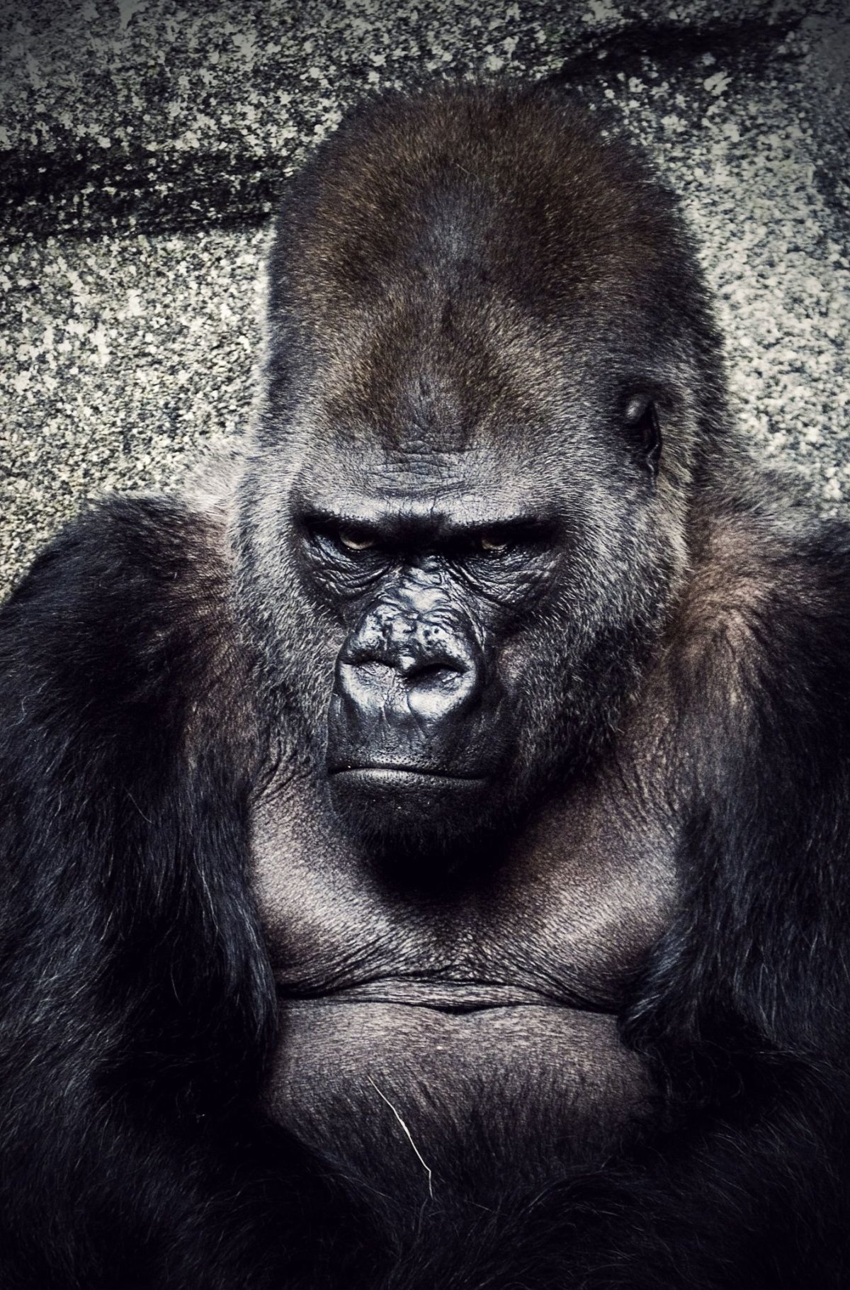 Серьезная обезьяна