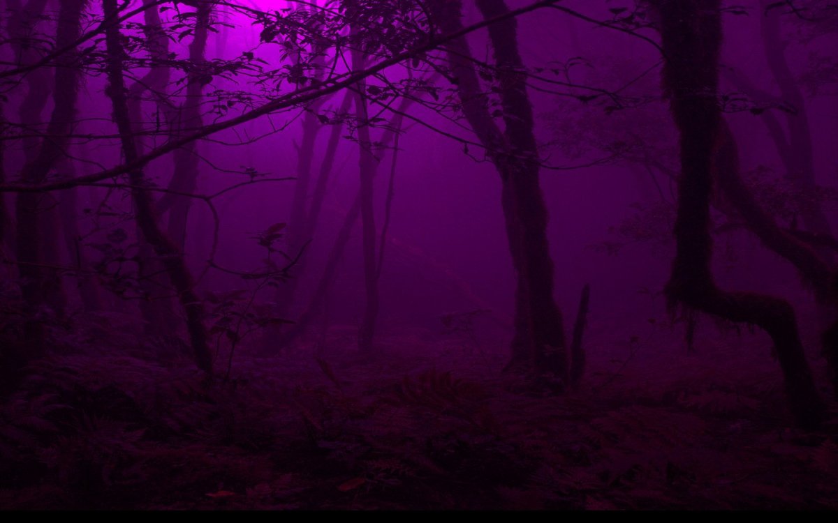 «Ночь в лесу»