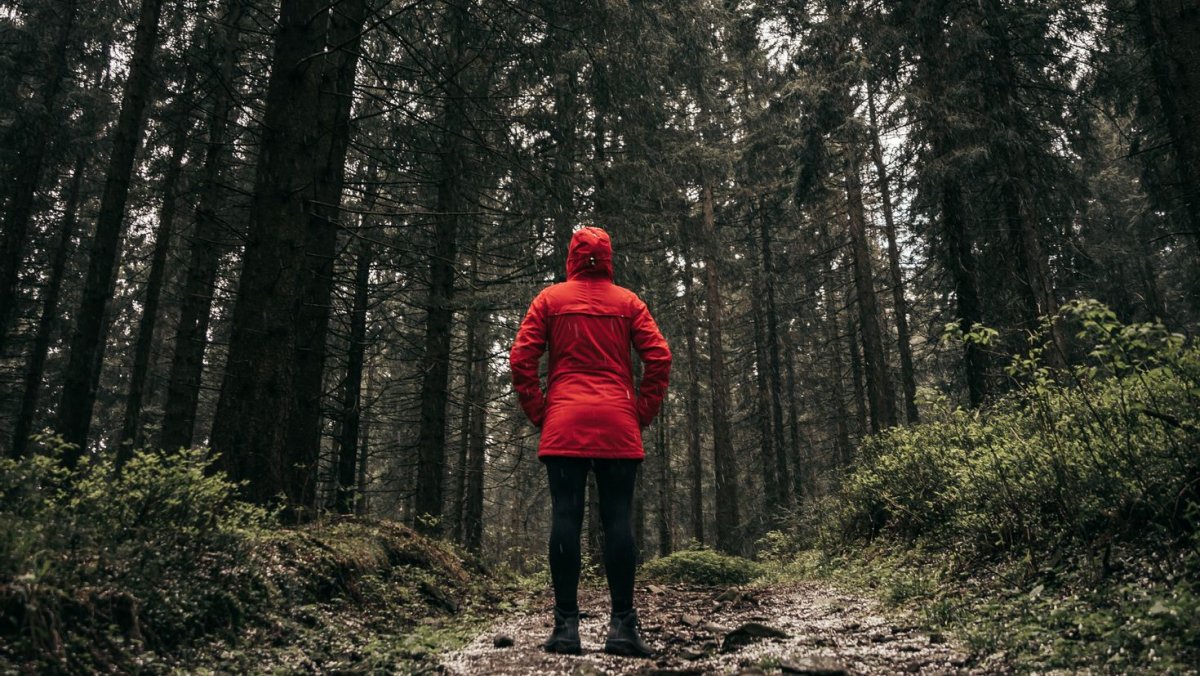 Одиночество в лесу