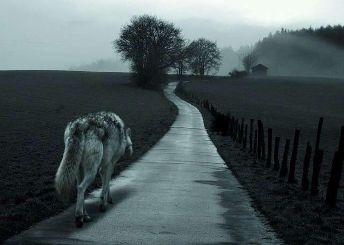 Уходящий волк