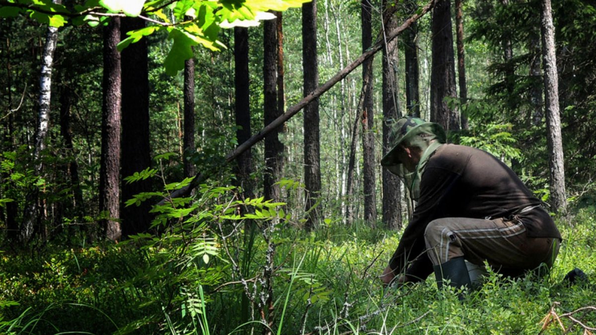 Лесник фото в лесу