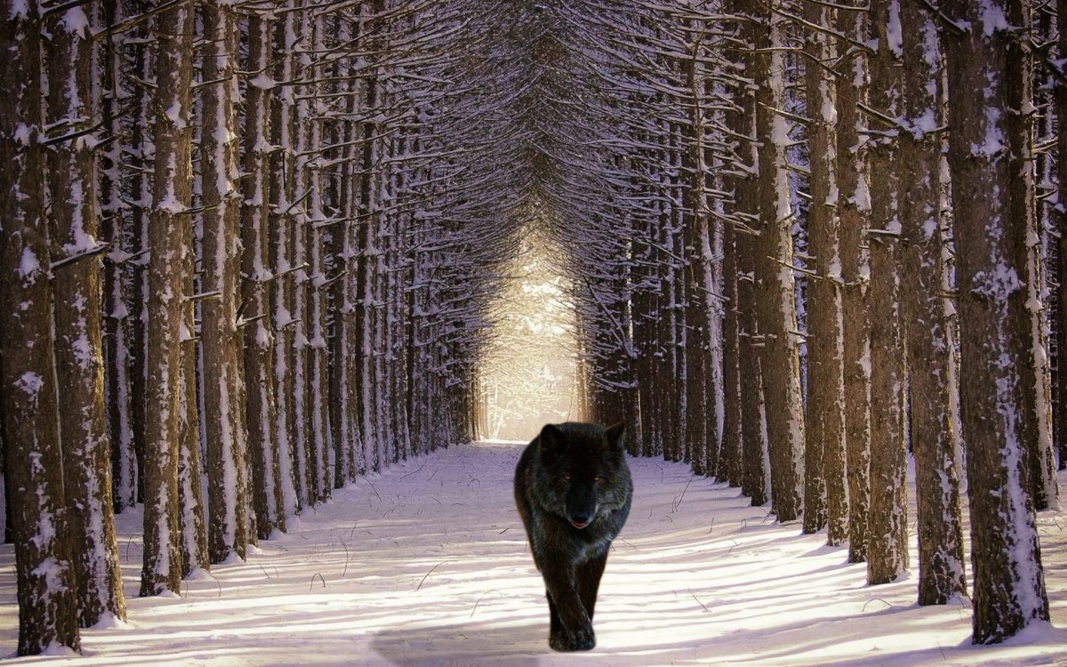 Волк уходящий в даль