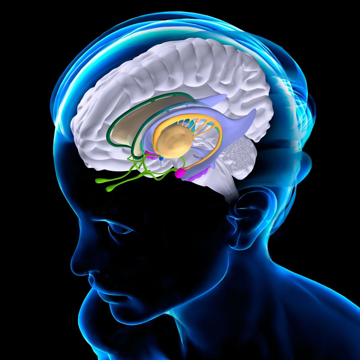 Мозг и память человека